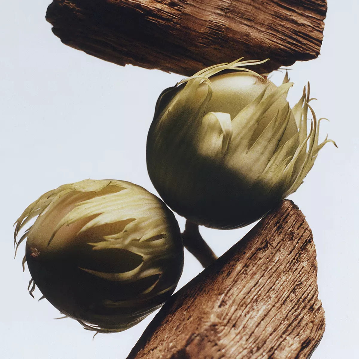 Jo Malone English Oak & Hazelnut EDC U 30 ml, 100 ml - N1 Home