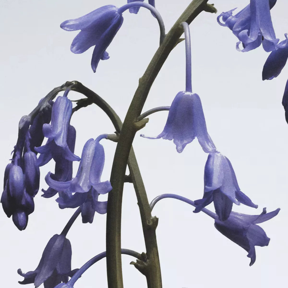 Jo Malone Wild Bluebell EDC U 30 ml - N1 Home